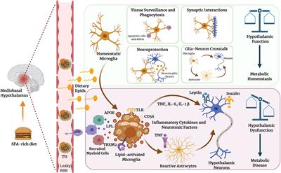 Microglial Lipid Biology in the Hypothalamic Regulation of Metabolic Homeostasis